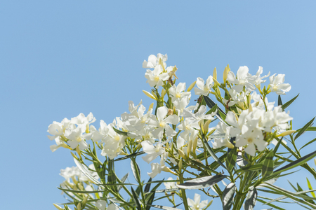 Many white flower in front of blue skyの写真素材