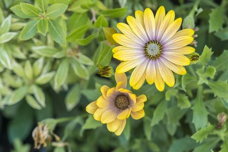 Closeup of a yellow white flower outdoor on green grassの写真素材