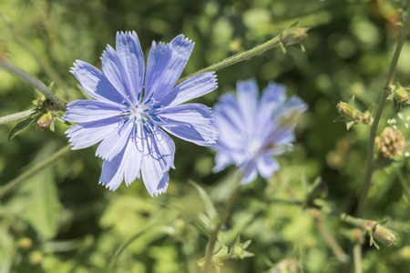 Closeup of a blue chicory flower on green grass outdoorの写真素材