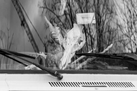 Germany, Regensburg, March 01, 2017, street photography of an animal scull on a caravan dashboardのeditorial素材