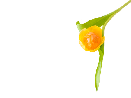 Easter egg in a tulip flowerの写真素材