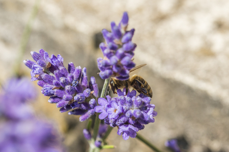 Closeup of a bee on a lavender flowerの写真素材