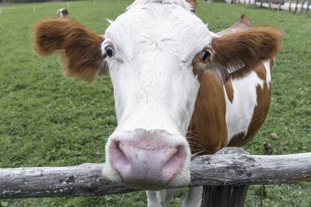 Cow on a meadow in austria