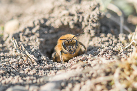 Single female mining bee hole in her on the groundの写真素材