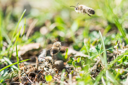 Flying male mining bee looking for some female beeの写真素材