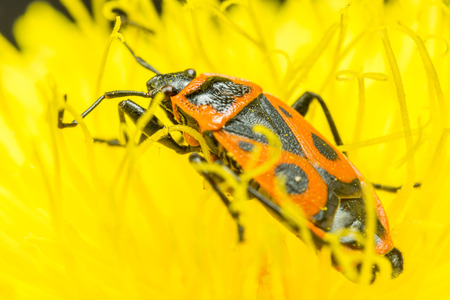 Fire bug on a dandelion flower