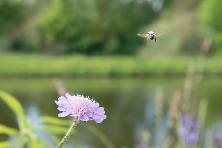Flying bee and a flower with ants and vine louseの写真素材