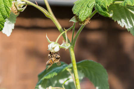 Flying honey bee on blooming raspberry flower