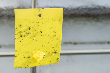 Yellow sticky trap with bugs and vermin in a greenhouseの写真素材