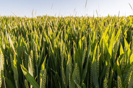 Close up of a wheat field in early summertimeの写真素材