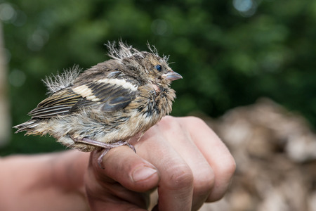 Little pied wagtail sitting on a fingerの写真素材