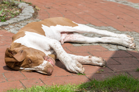 Young dog laying on a terraceの写真素材