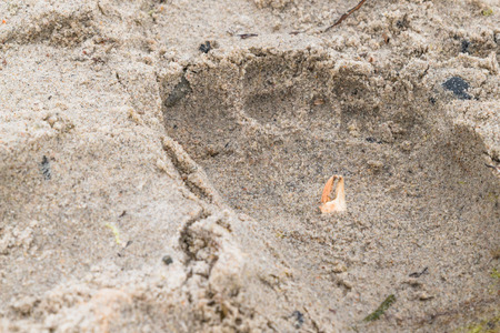 Cancer scissors in the sandの写真素材