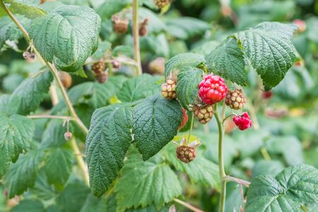 Ripe fruits on a raspberry bushの写真素材