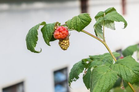 Ripe fruits on a raspberry bush