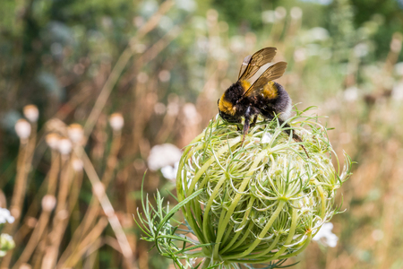 Bumblebee is sitting on a flowerの写真素材