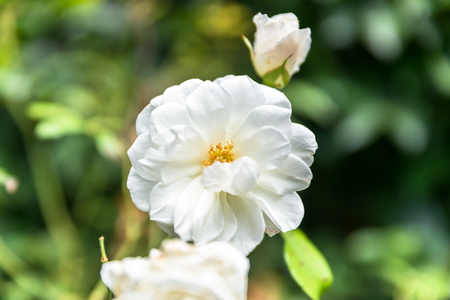Close up of withering rose flowerの写真素材