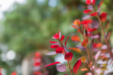 Red colored leaves on a bush in the autumnの写真素材