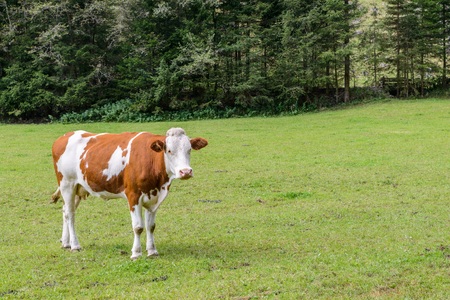 Cow on a meadow in austriaの写真素材
