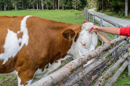 Cow on a meadow in austriaの写真素材