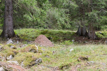 Anthill in a forest, Austriaの写真素材