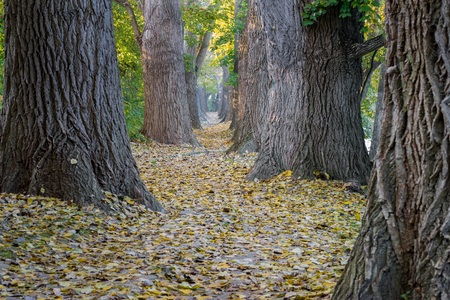 Fairy tale path in a forest at autumn