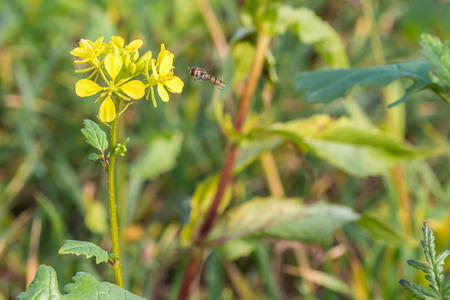 Hoverfly on a yellow charlock mustard flowerの写真素材