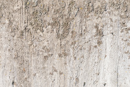 Lichen on a concrete wallの写真素材