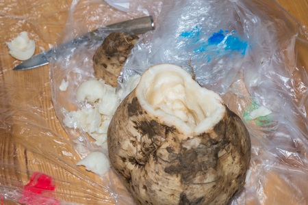 Sugar beet is getting holedの写真素材