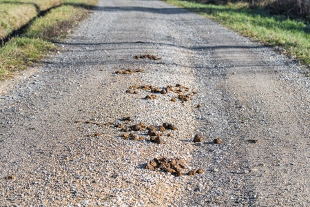 Horse dropping on a streetの写真素材