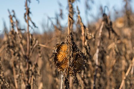 Faded sunflower at a sunflower field in the autumn, Germanyの写真素材