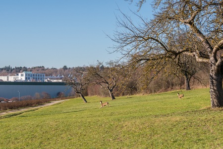 Roe deer on a meadowの写真素材