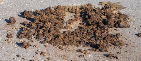 Horse dropping on a streetの写真素材