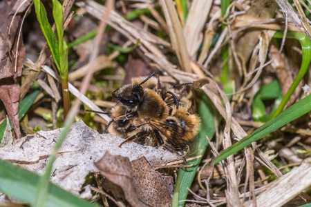 Male mining bee surrounding female mining beeの写真素材