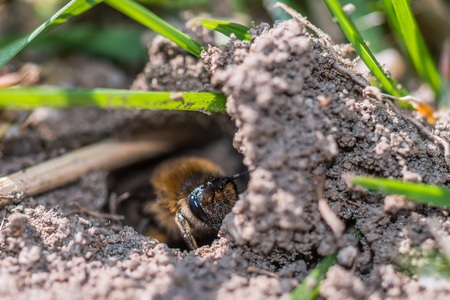 Single female mining bee hole in her on the groundの写真素材