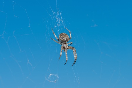 Closeup of a cross spider in its spider web