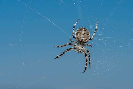Closeup of a cross spider in its spider webの写真素材