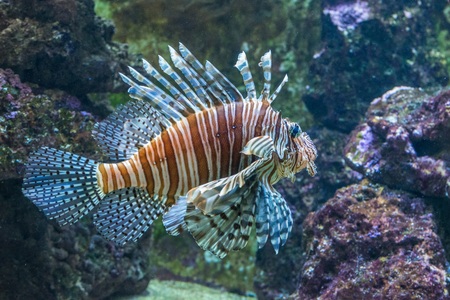 Scorpion fish in an aquarium