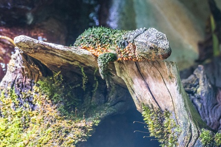 Crocodile lizard in a terrarium