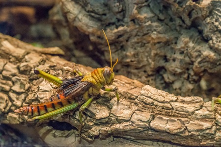 A grasshopper in a terrariumの写真素材