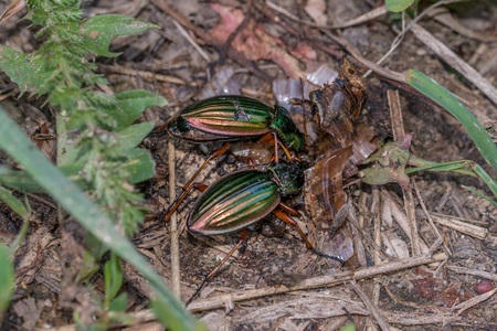 Two golden ground beetles on one floor