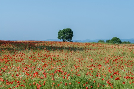 Poppies on a field in springの写真素材