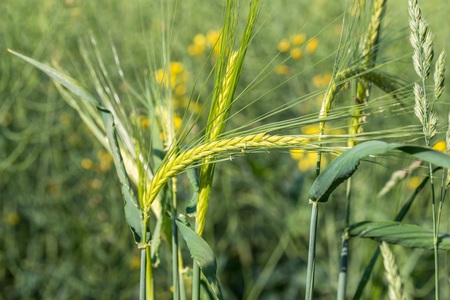 Close-up of a rye field