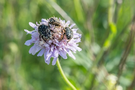 Mourning rose on a flower meadow, Germanyの写真素材