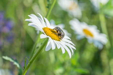 Mourning rose on a flower meadow, Germanyの写真素材