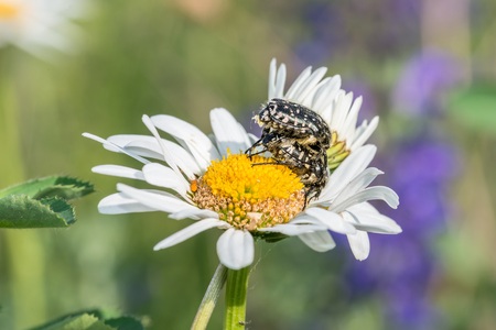 Mourning rose on a flower meadow, Germany