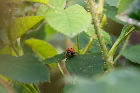 Red ladybird with black dots and drops of water on it's back