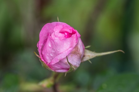 Opening bud of a rose with raindropsの写真素材