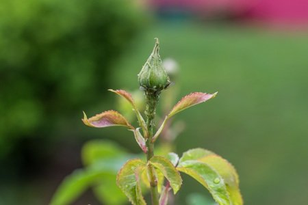 Rose bud infested with aphids