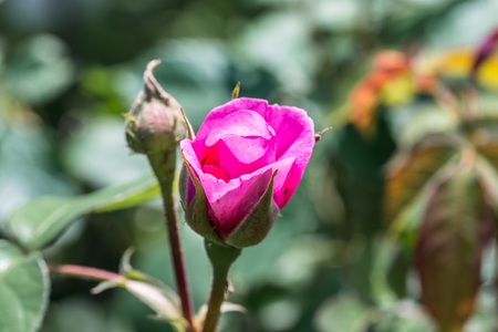 Opening bud of a roseの写真素材